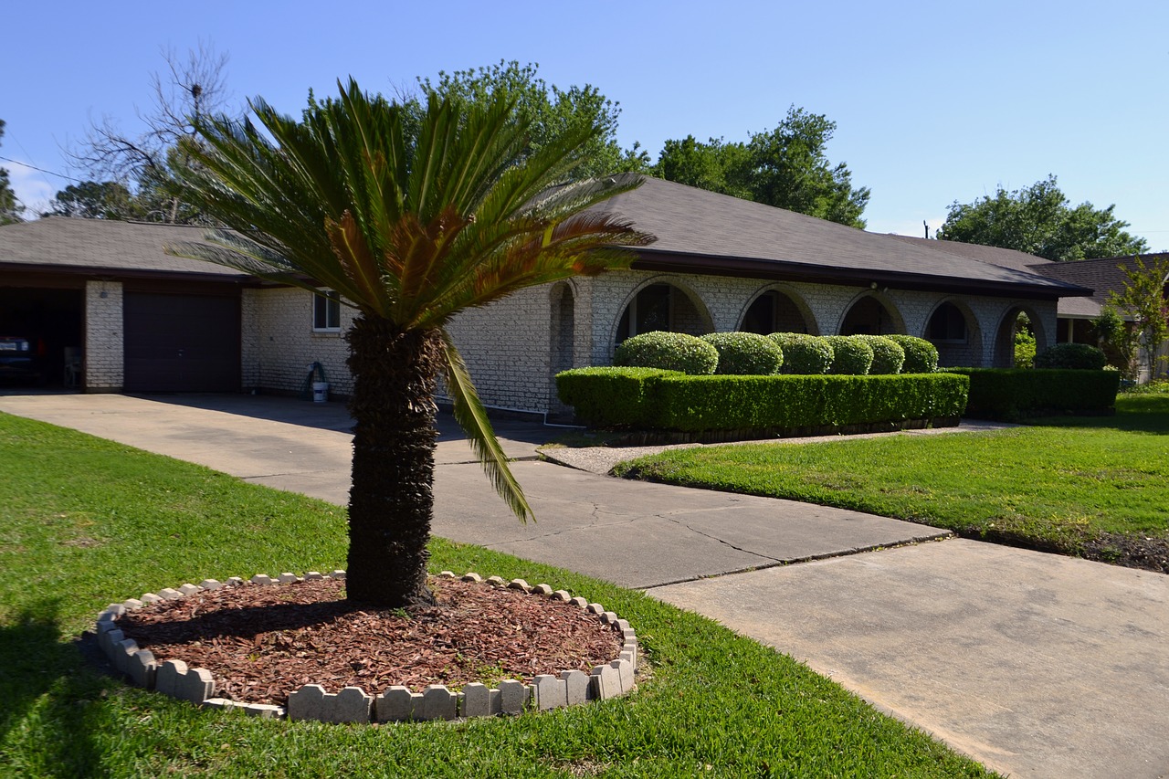 tree, lawn, grass